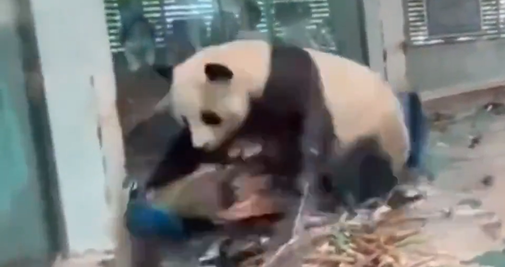 Pavão tira panda do sério e tem penas arrancadas na China; veja vídeo
