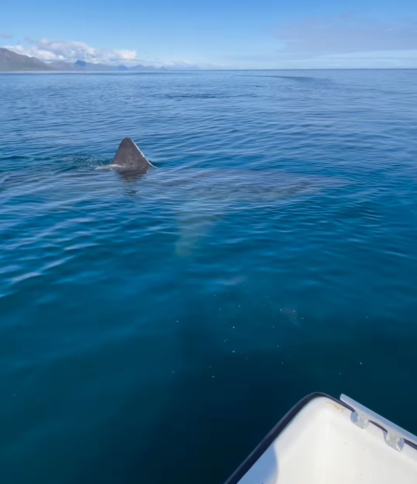 Vídeo de pescador atacado por tubarão na Noruega impressiona nas redes