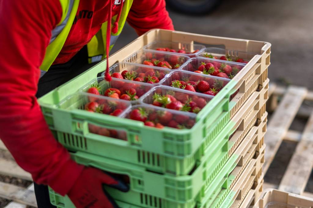O efeito do morango do amor no preço da fruta na Ceasa