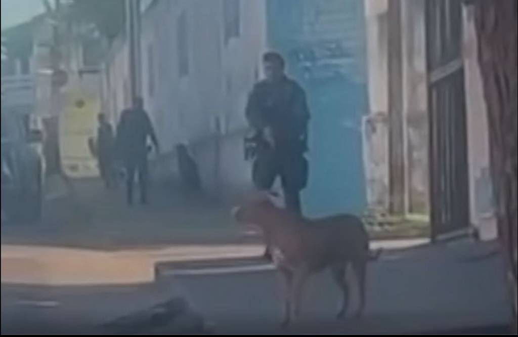 PM atira em pitbull que atacou mulher e outro cão em Fortaleza; vídeo