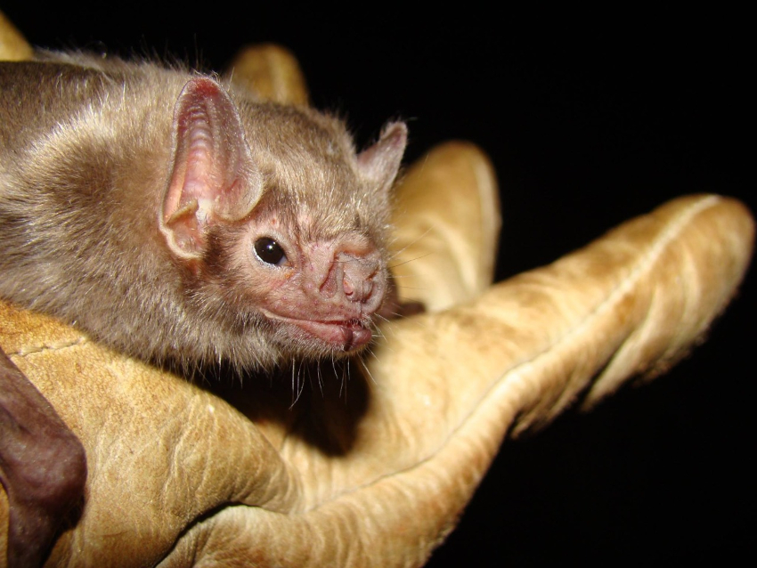 Cientistas isolam vírus ‘primo’ do sarampo encontrado em morcegos na América Latina