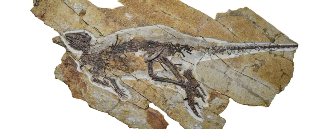 Descoberta revela provável som que os dinossauros faziam