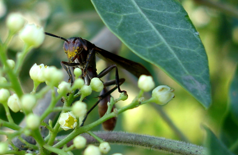 Vespas em lavouras na Amazônia contribuem para controle natural de pragas
