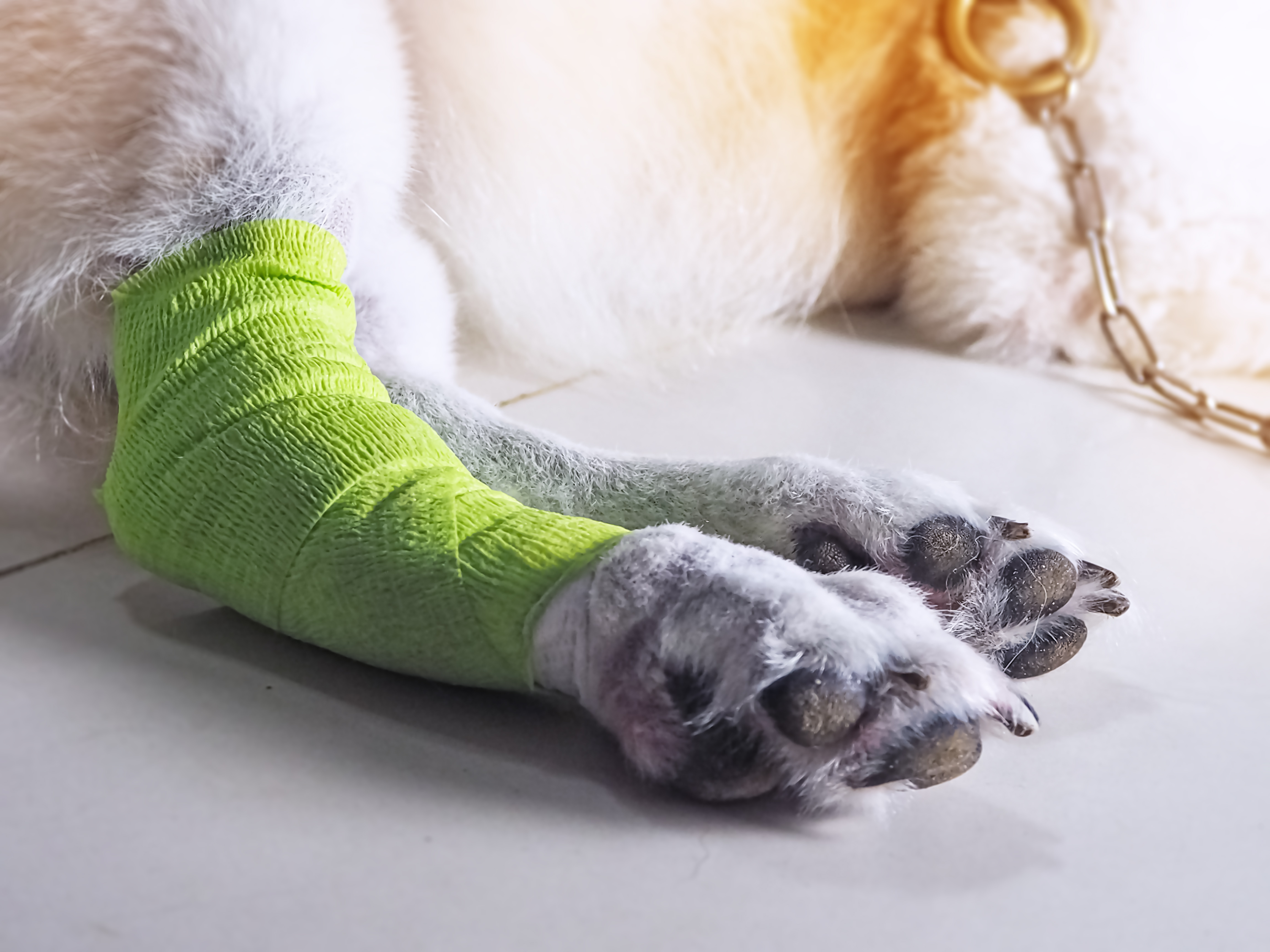 Pesquisa brasileira usa nanotecnologia para tratar artrose em cães idosos