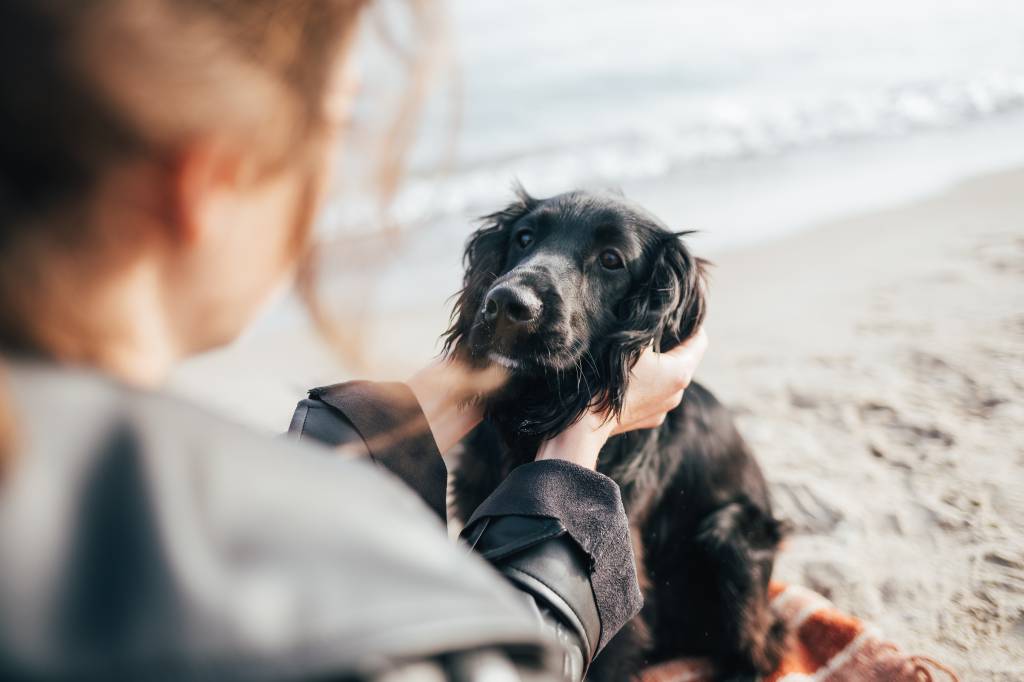 As descobertas da veterinária que podem ajudar seu pet a viver mais