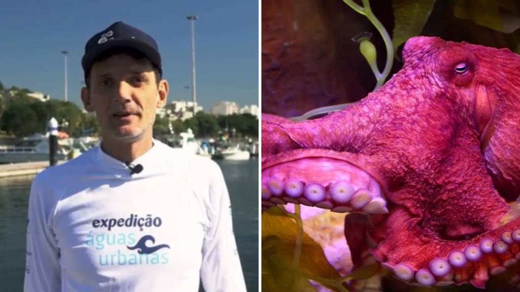 Biólogo faz alerta contra fazenda de polvos: problemas éticos e ambientais