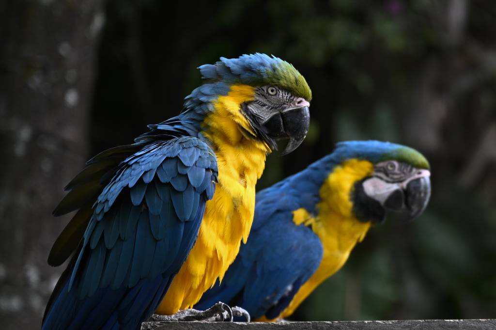 Aquecimento global dizimou mais de um terço das aves tropicais desde 1950, aponta estudo