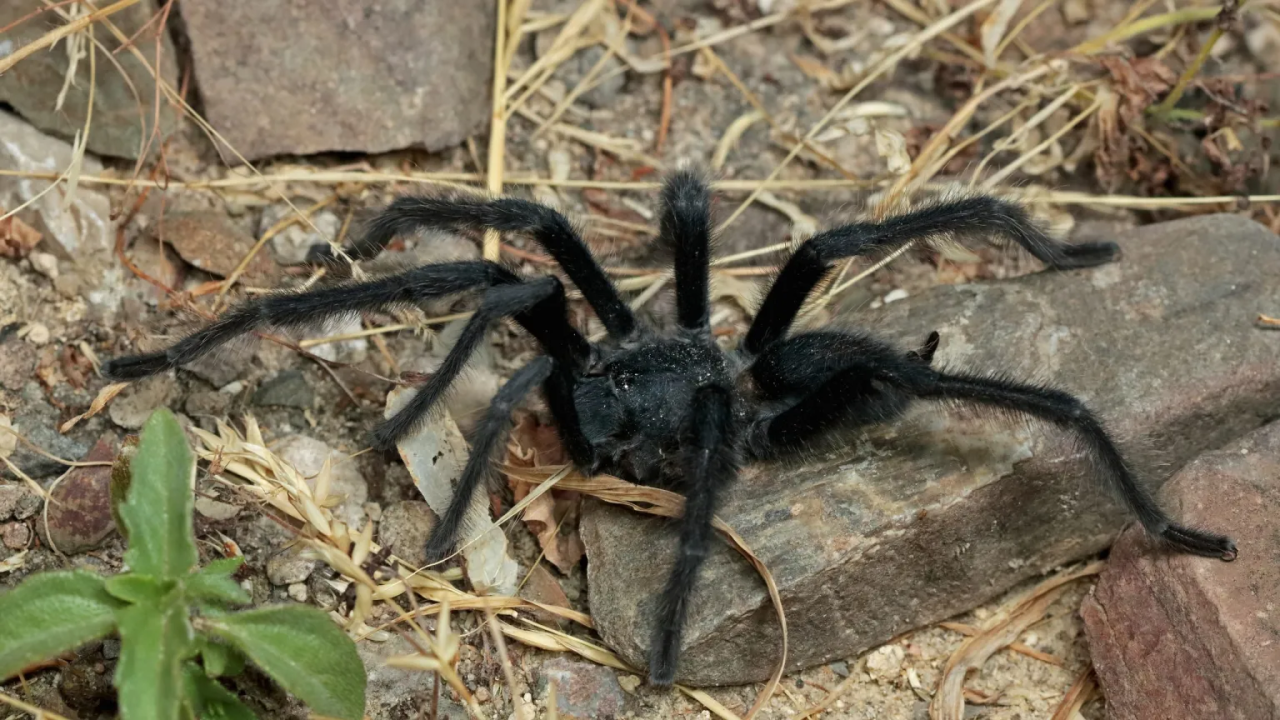 Macho de Satyrex ferox, nova espécie de tarântula descrita no estudo.