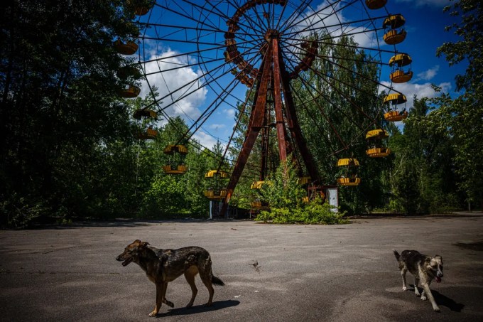 caes radiotivos chernobyl