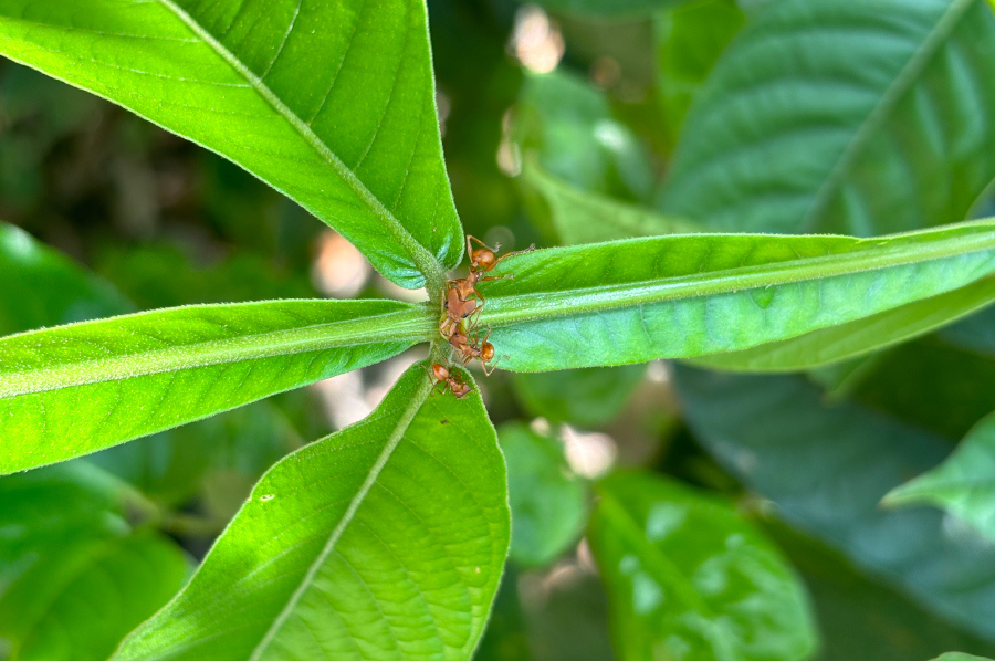 Formigas defendem plantas de herbívoros, mas podem atrapalhar polinização