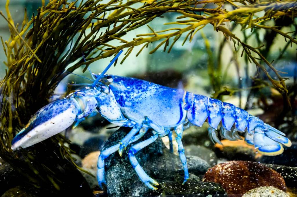 Lagosta azul rara é encontrada na costa leste dos Estados Unidos; veja