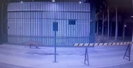 Onça-pintada surge na porta de condomínio de luxo em Roraima