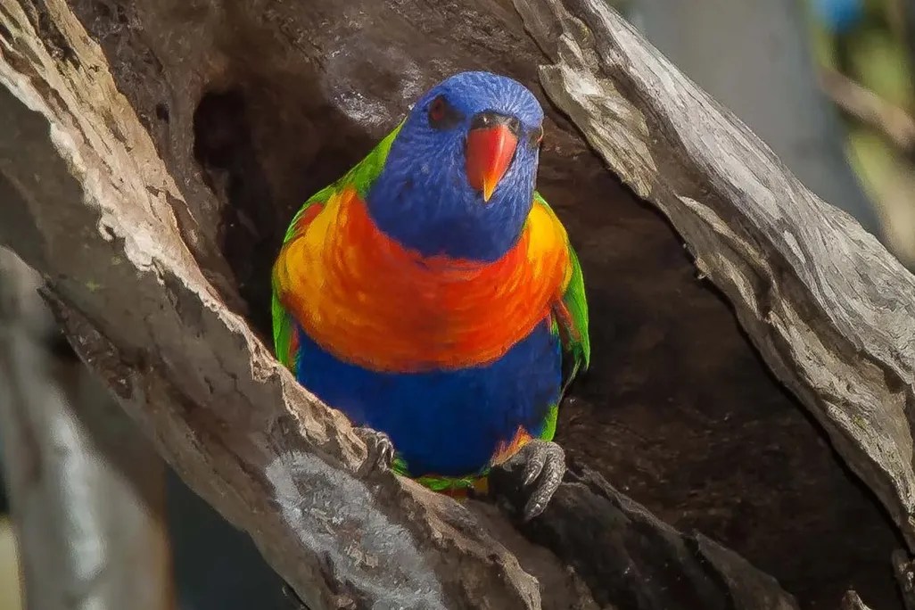 Pesquisadores dissecaram quase 500 aves de cinco espécies australianas, incluindo o periquito-arco-íris (foto).