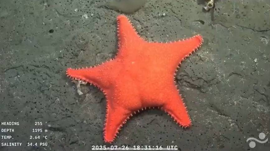 Estrela-do-mar com ‘bumbum’ humano é encontrada em expedição científica na Argentina