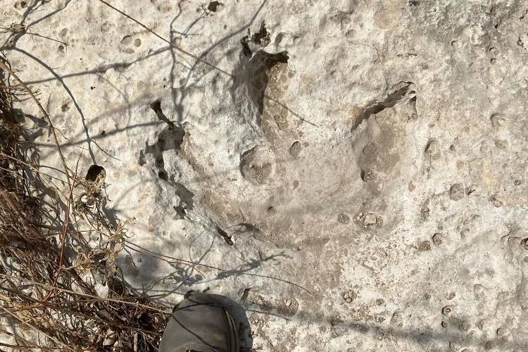 Pegadas de dinossauro de 115 milhões de anos surgem após enchente no Texas