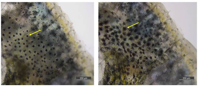 Escamas antes e depois de 30 minutos mergulhadas em solução com hormônio ligado a estresse: indicado pela seta, expansão de melanóforos gera coloração mais escura