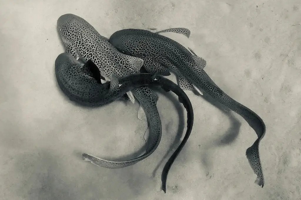 O trio de tubarões-zebra