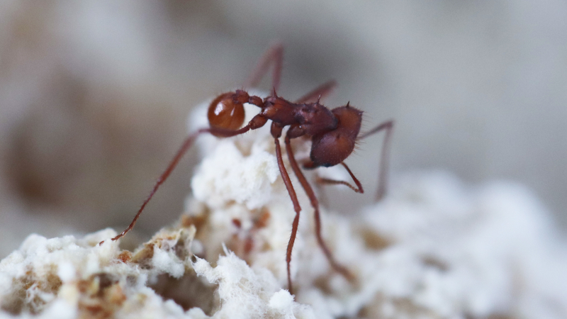 Fungo ‘parasita’ teria surgido 18 milhões de anos antes de formigas com as quais vive hoje