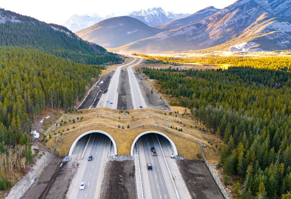 Canadá diminui 80% dos atropelamentos de animais com passarelas verdes