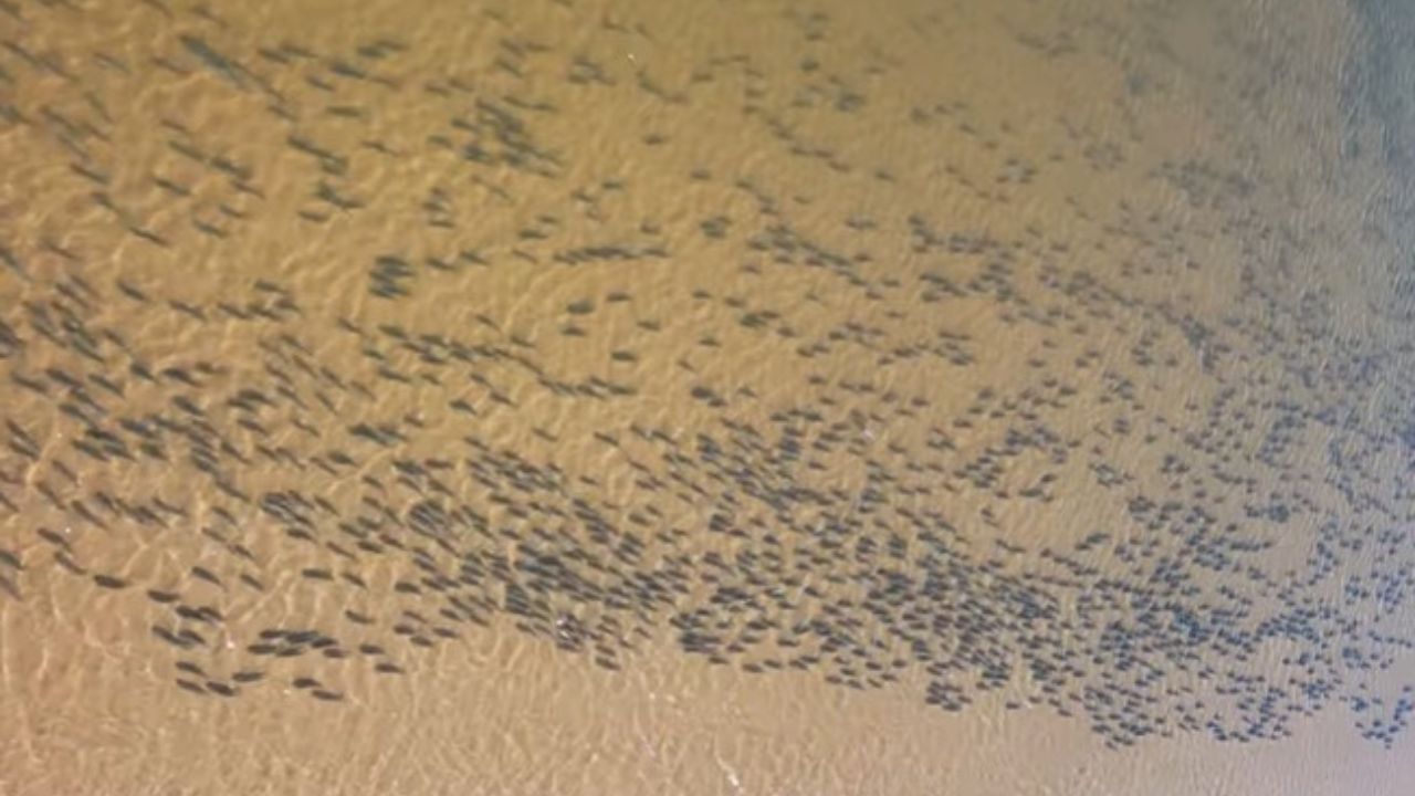 Cardume – Rio Araguaia