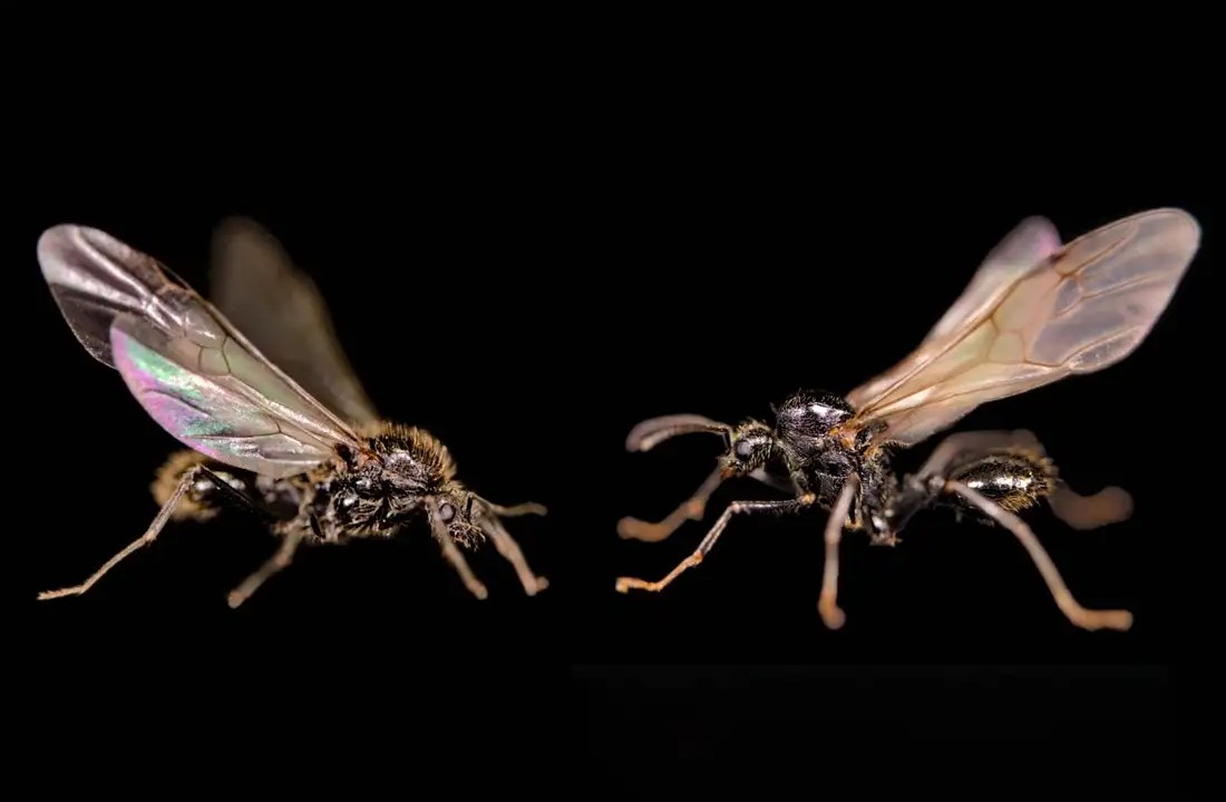 O ChatGPT disse: Formigas machos de espécies diferentes, ambas geradas pela mesma rainha: Messor ibericus (à esquerda) e Messor structor (à direita)