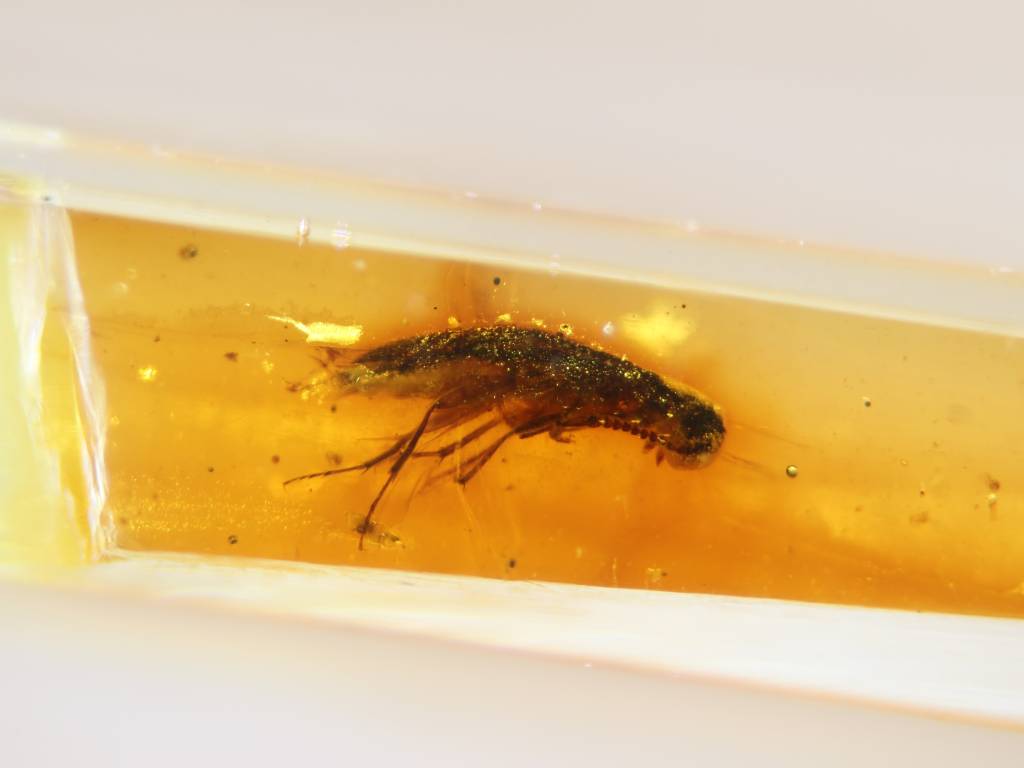 Descoberta de âmbar no Equador revela floresta primitiva e insetos do período Cretáceo