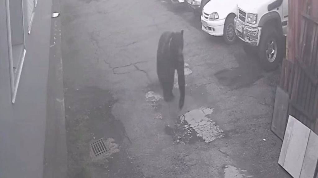 VÍDEO: Homem escapa por pouco de ataque de urso na Rússia