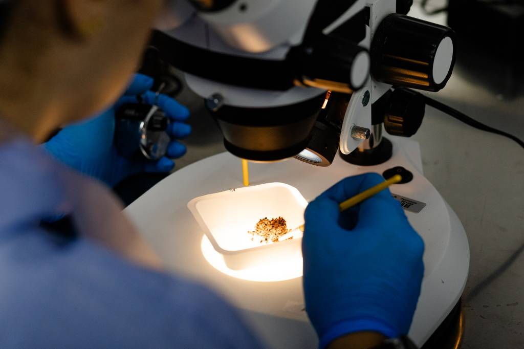 Brasil inaugura maior fábrica de mosquitos da dengue ‘do bem’; veja fotos