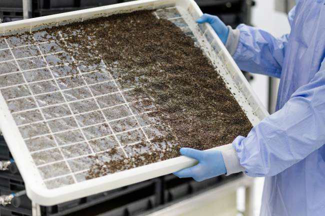 Oxitec: empresa estima produzir 190 milhões de Wolbachia e mosquitos da dengue 'do bem' semanalmente