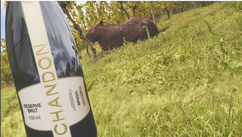 O que um bando de capivaras faz entre os vinhedos dos espumantes Chandon