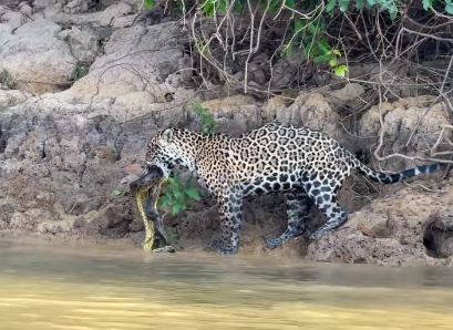 Onça é flagrada por guia de turismo no Pantanal