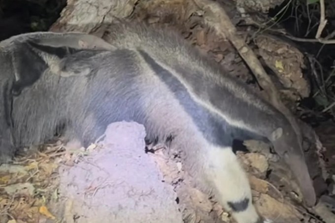 tamandua video raro