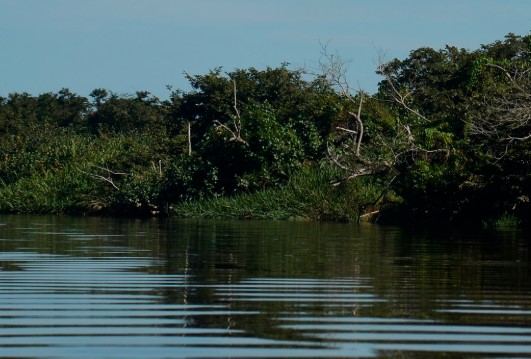 Comunidades tradicionais prepararam projeto de preservação dos manguezais para COP30