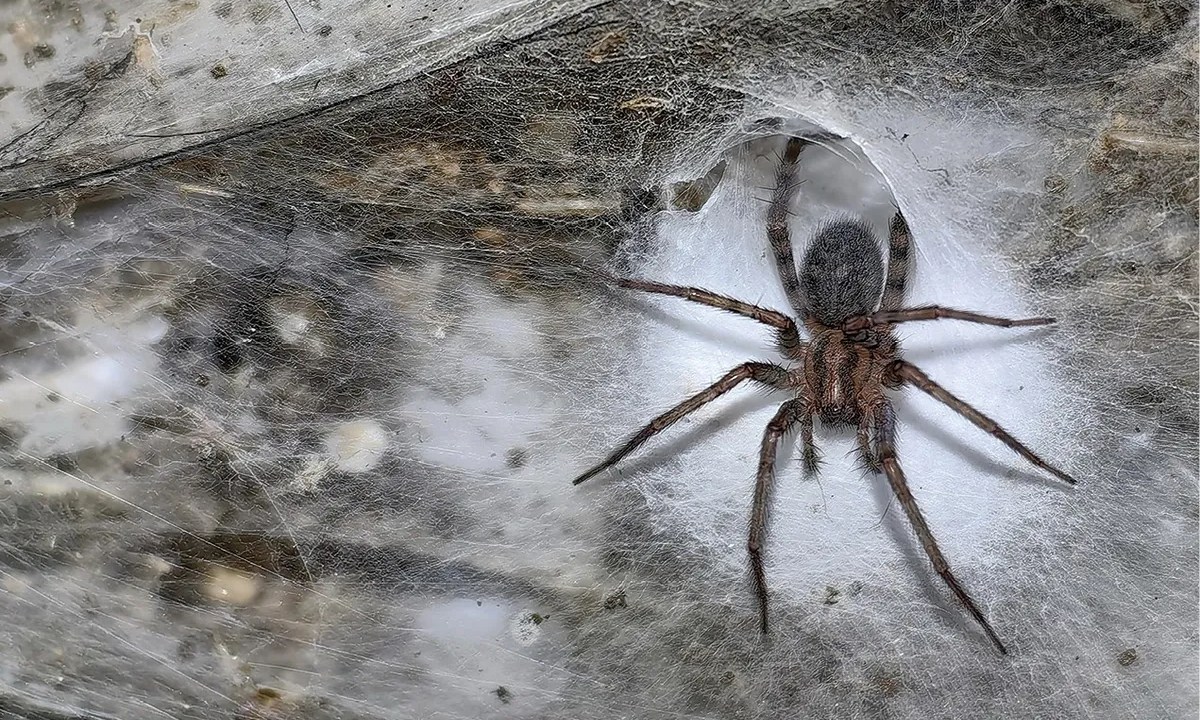 Urak et al. 2025, Subterranean Biology (CC BY 4.0