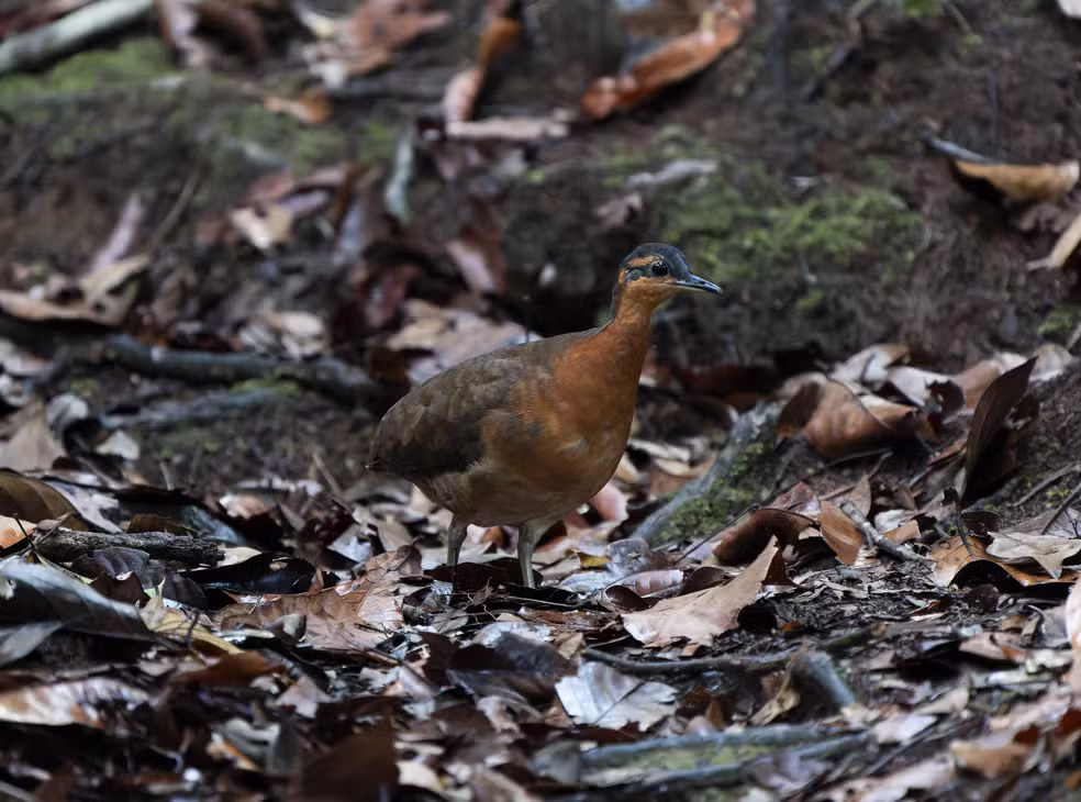 Espécie de ave descoberta na amazônia lembra o dodô, extinto no século 17