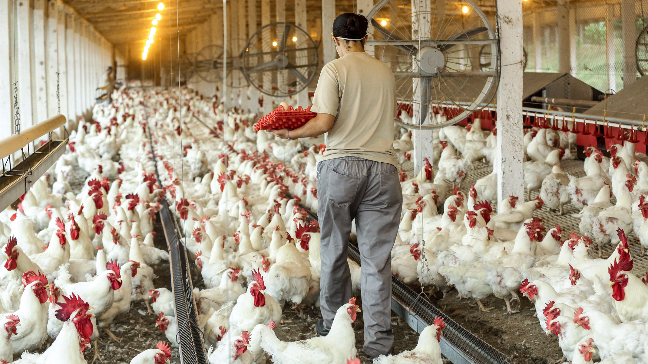 México suspende compra de frango do Brasil após foco de doença aviária