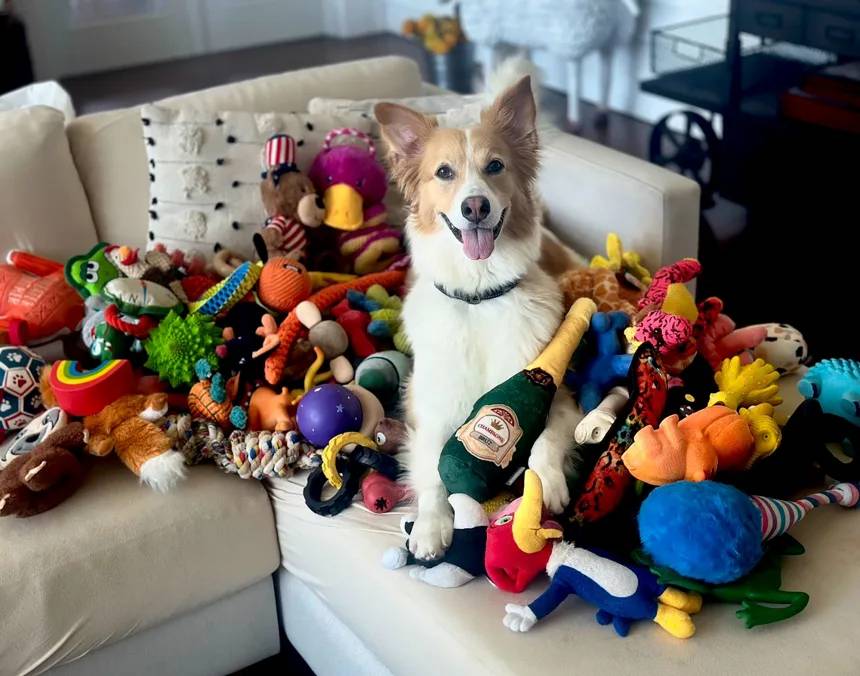 Alguns cães aprendem palavras só ao ouvir humanos conversar, mostra estudo