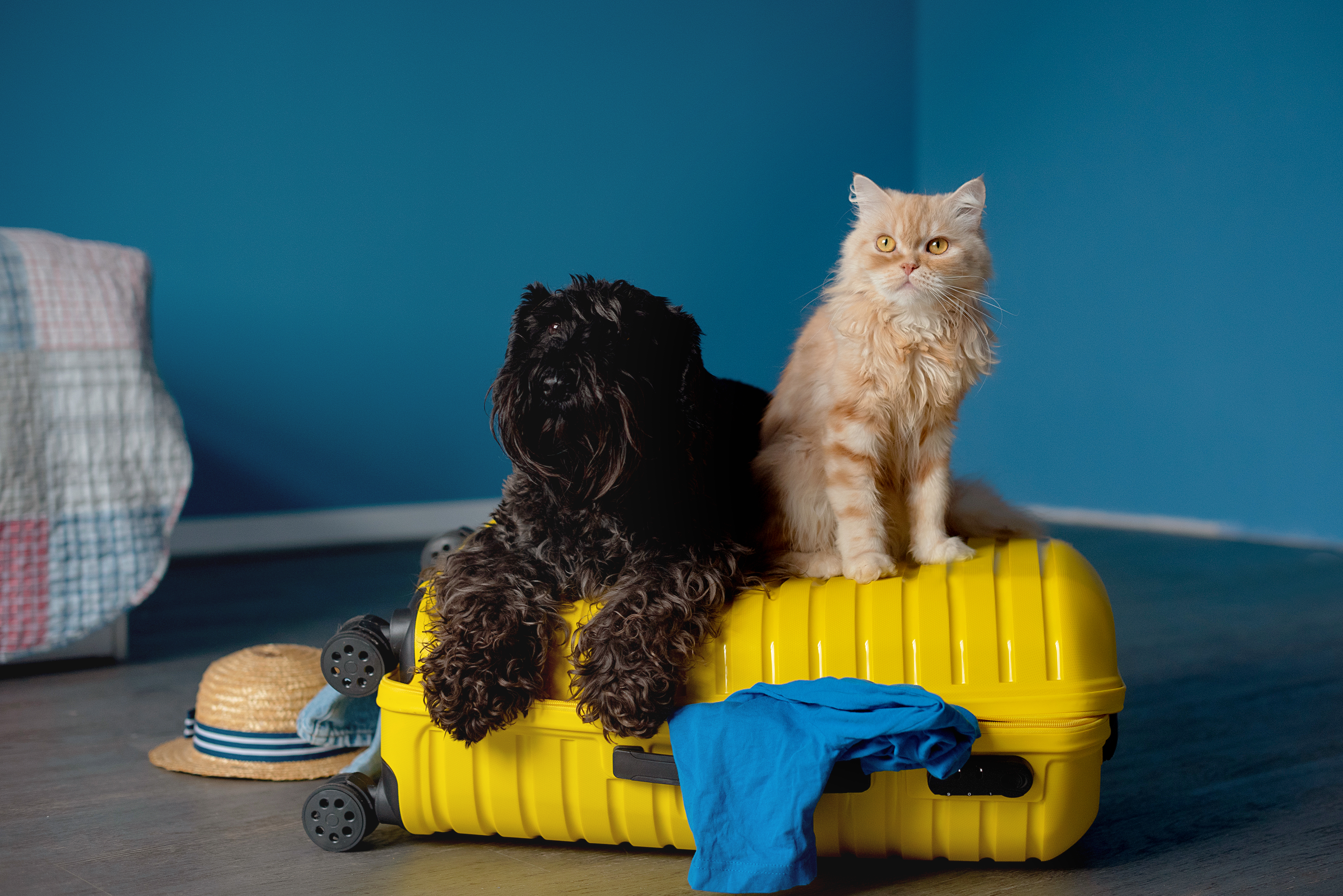 Cute pets and suitcase indoors. Pet friendly hotel