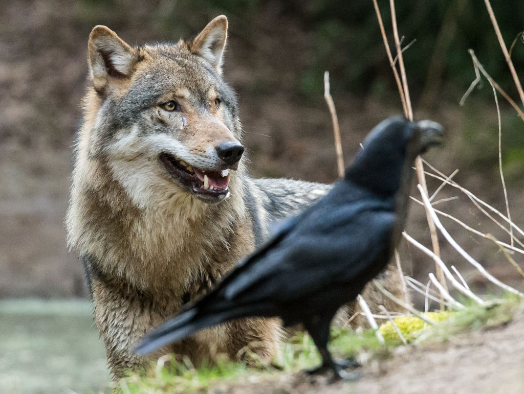 Wildpark Schorfheide celebrates 20th anniversary