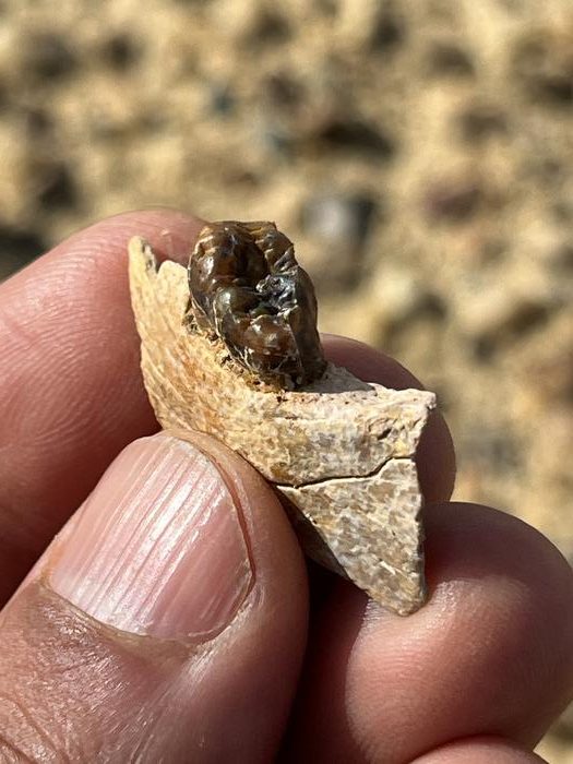 Fóssil no Egito dá pista inédita sobre ancestral comum dos humanos e macacos