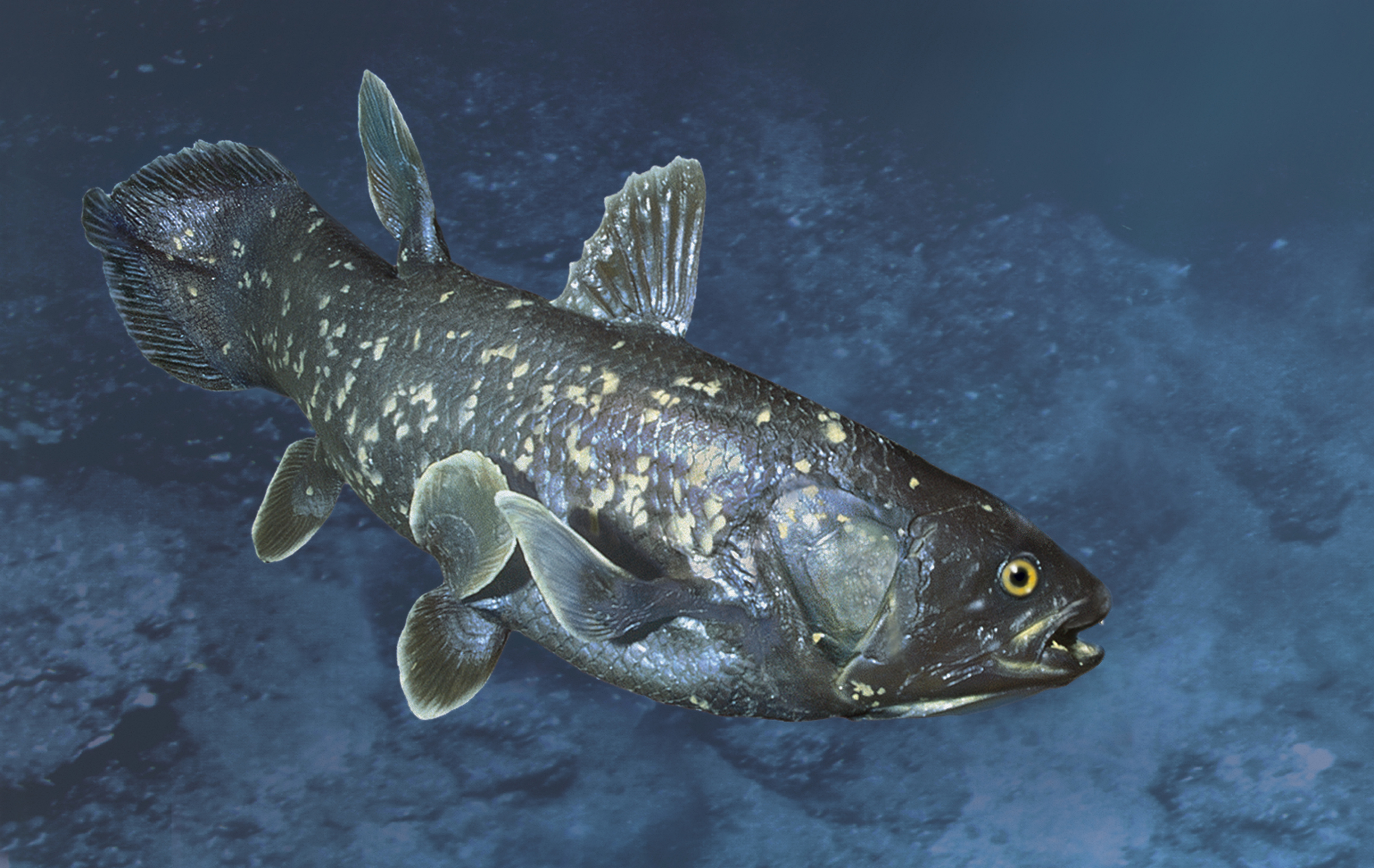 Rare prehistoric fish previously believed to be extinct Considered to be the missing link between fish and tetrapod
