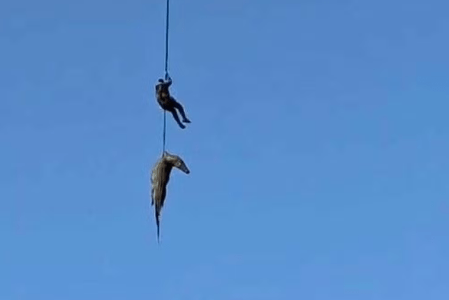 Policial enfrenta rio com crocodilos em busca por desaparecido na África do Sul; veja vídeo