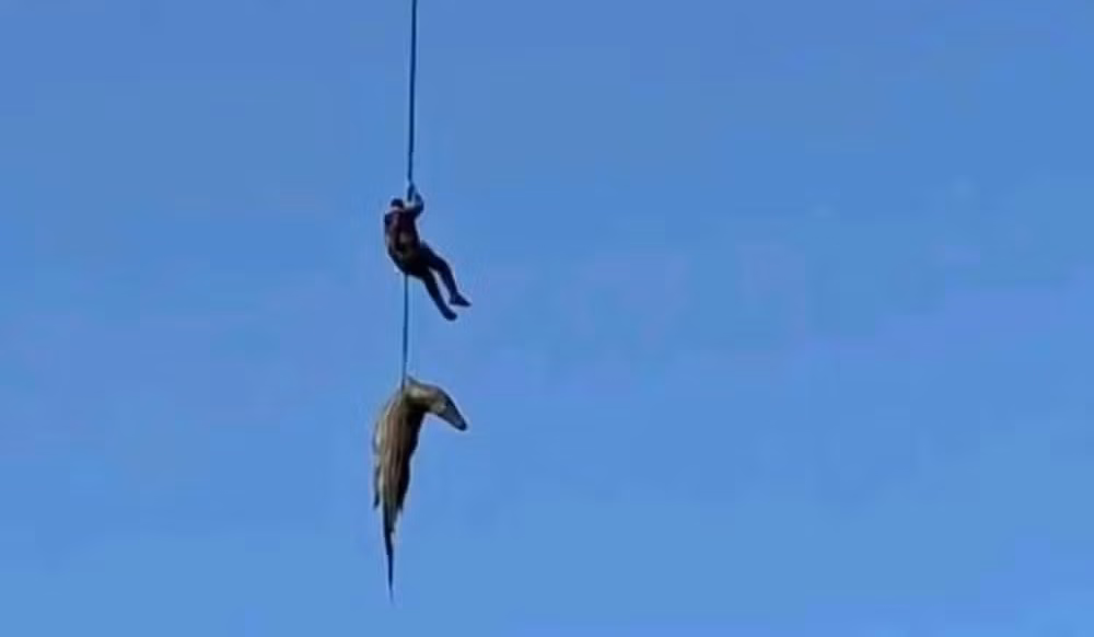 Crocodilo é içado durante a operação.