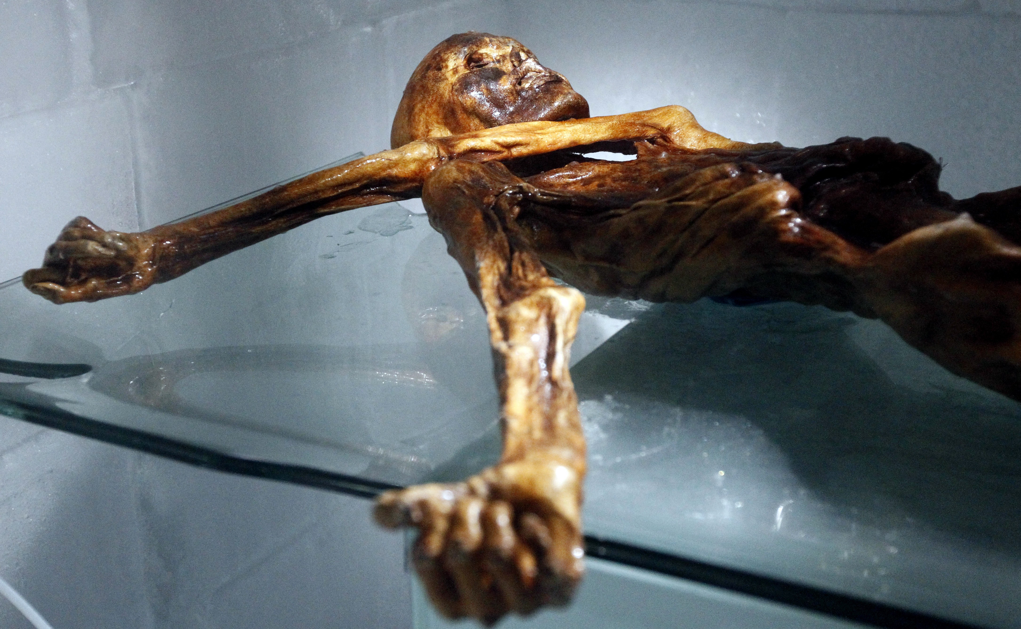 Cientistas fazem pão com levedura encontrada em múmia