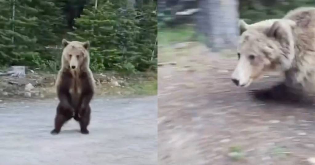 VÍDEO: Mulher e cachorro escapam de ataque de urso-pardo no Canadá