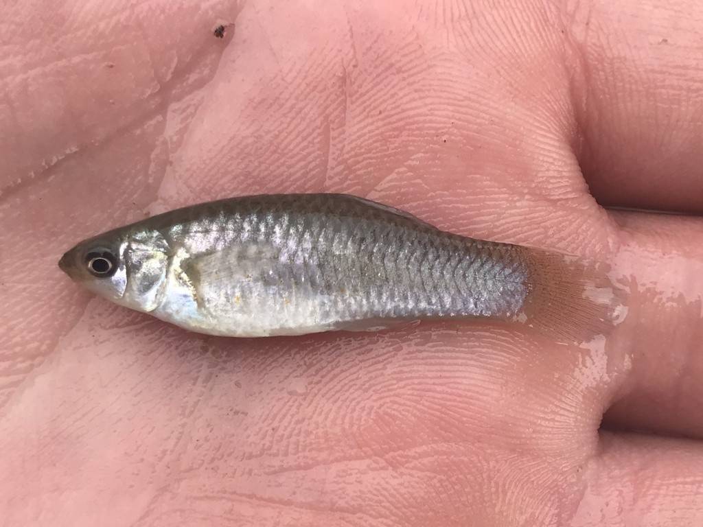 Como uma espécie de peixe vive sem machos há milhares de anos?