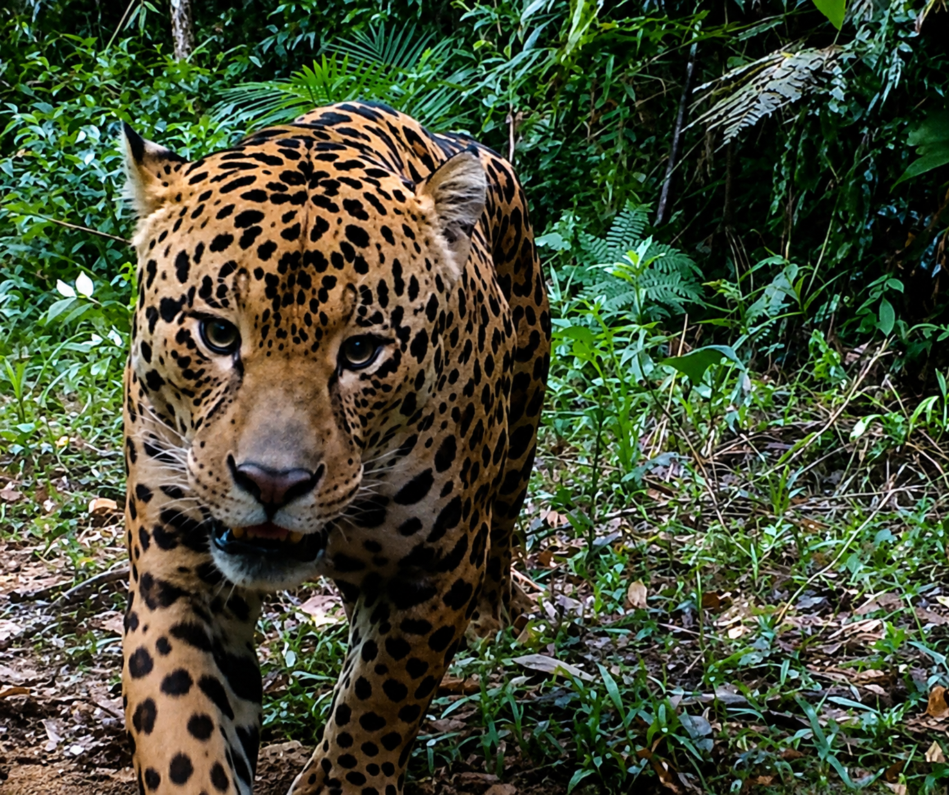 Uma onça-pintada com pelagem amarela e manchas pretas caminha em direção ao observador, com a boca ligeiramente aberta e dentes visíveis. Ela está em uma trilha de terra cercada por vegetação verde densa da floresta
