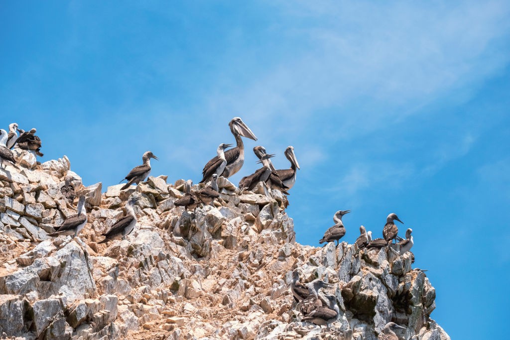 Os efeitos desastrosos do Super El Niño para uma população de animais do Peru