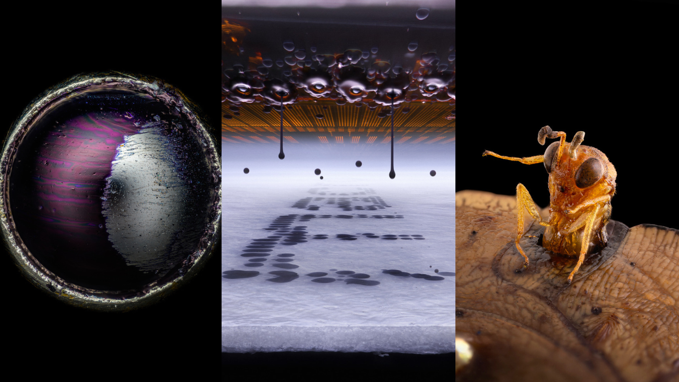 As fotografias do mundo microscópico reconhecidas por prêmio internacional; veja imagens
