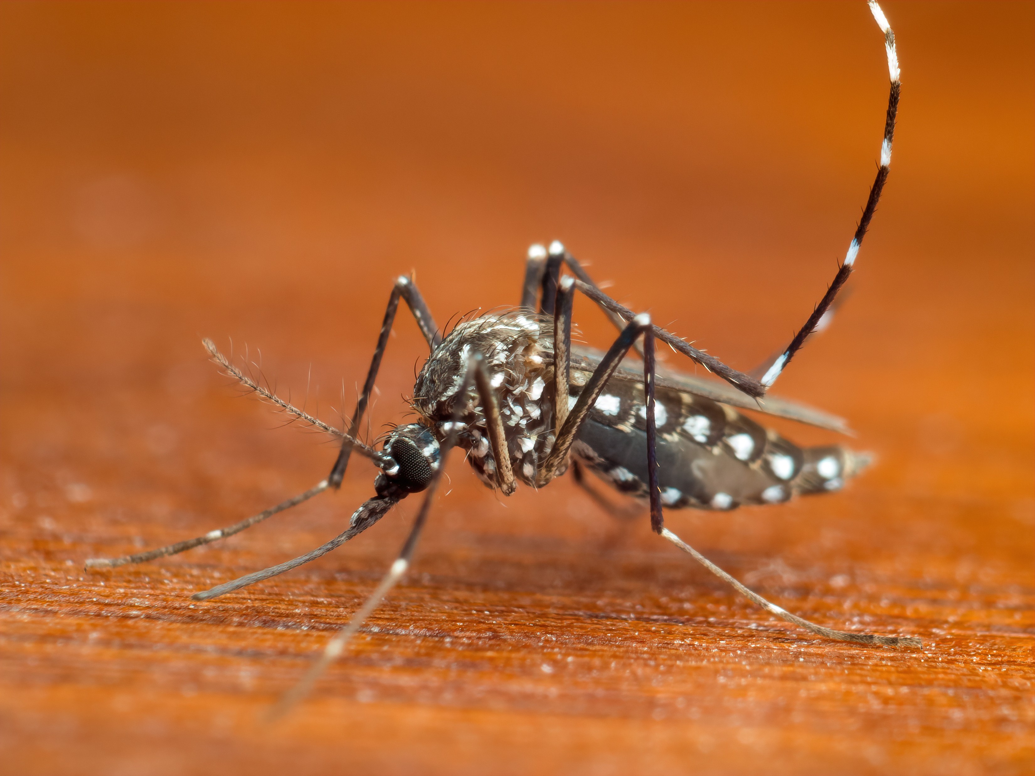 Secretaria da Saúde de SP alerta para prevenção de dengue e chikungunya em período de chuva e calor